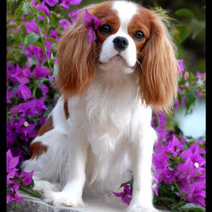 Meet your Posher, Kelli